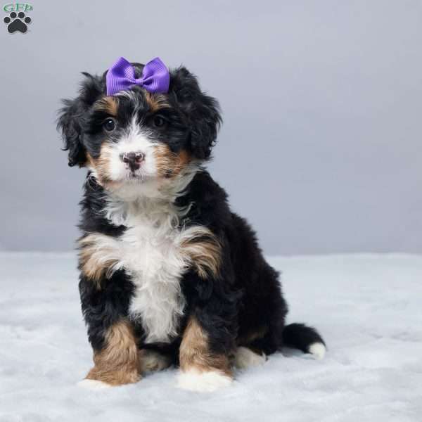 Sandra, Mini Bernedoodle Puppy